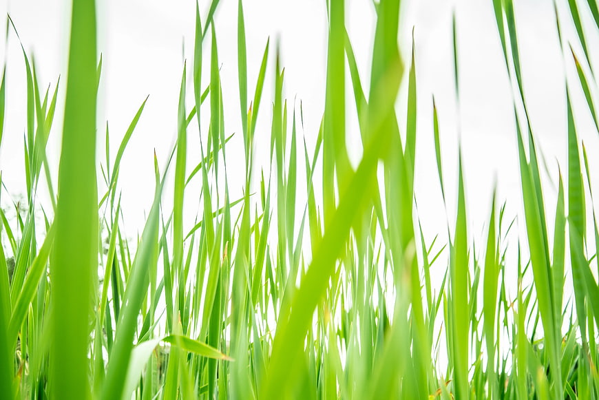 Close-up of vibrant green grass blades against white background