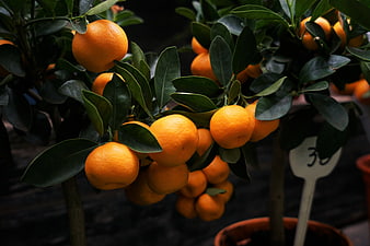 Ripe Oranges Hanging on a Potted Citrus Tree