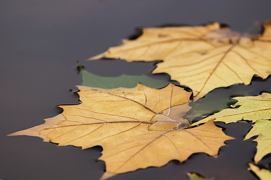 Yellow autumn leaves floating on dark water surface