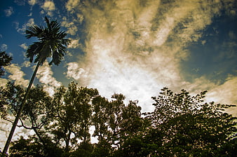 Silhouette of tall palm tree against dramatic cloudy sky