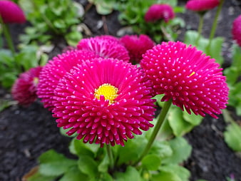 Vibrant Pink Everlasting Daisy Flowers in Garden Soil
