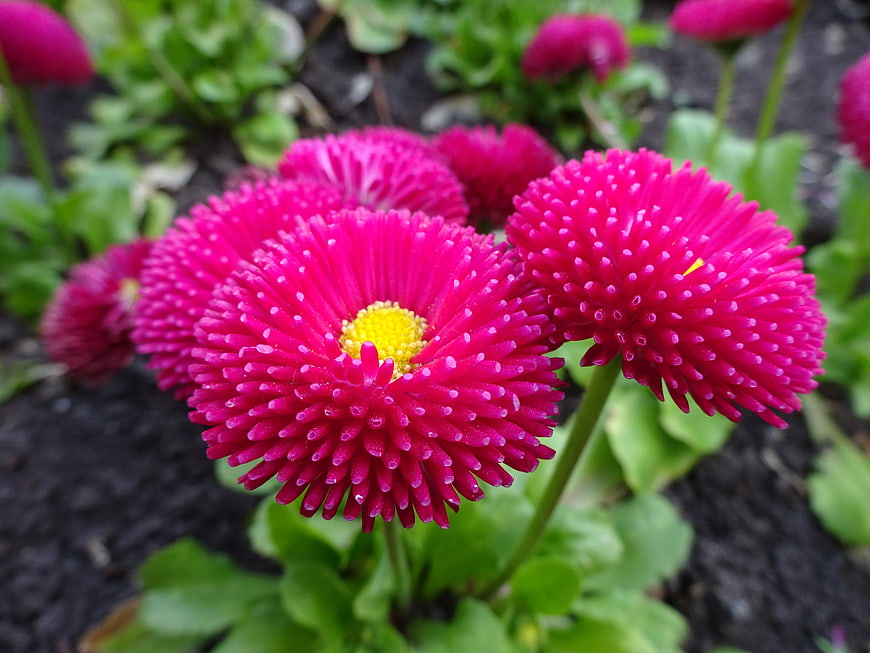 Vibrant Pink Everlasting Daisy Flowers in Garden Soil
