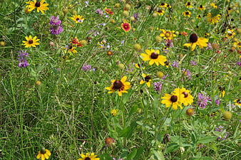 Vibrant Wildflower Meadow with Yellow and Purple Blooms
