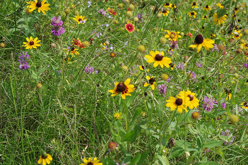 Vibrant Wildflower Meadow with Yellow and Purple Blooms
