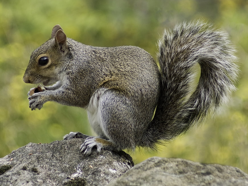 Gray squirrel eating nut on rock in nature