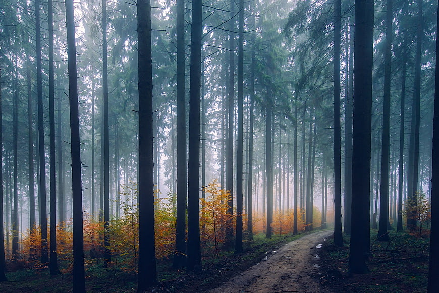 Misty forest path with autumn foliage and tall pine trees