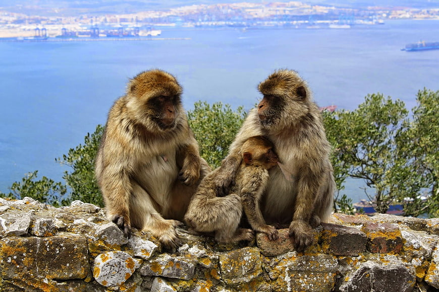 Barbary Macaque Family on Stone Wall with Ocean View