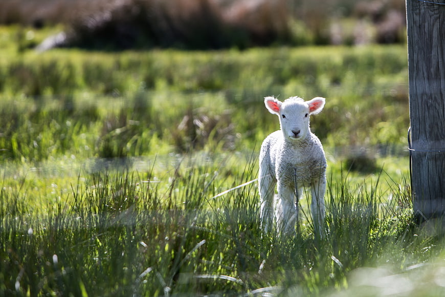 Cute white lamb standing in green grass field
