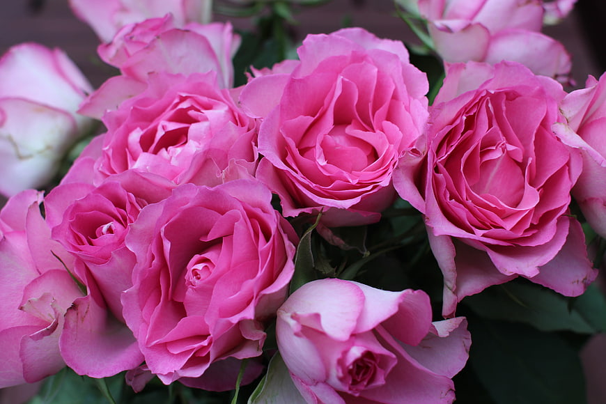 Close-up of vibrant pink roses in full bloom