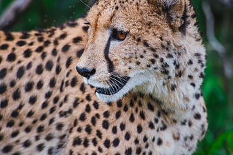 Close-up portrait of a cheetah in the wild