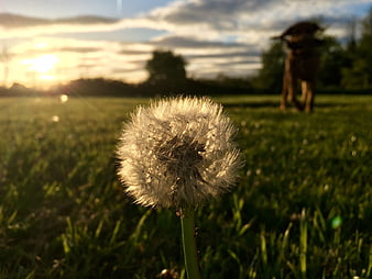 Close-up of a dandelion seed head in a meadow with a dog in the background