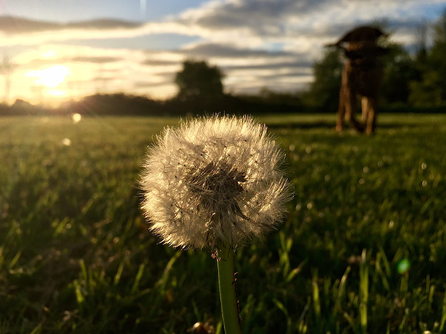 Close-up of a dandelion seed head in a meadow with a dog in the background