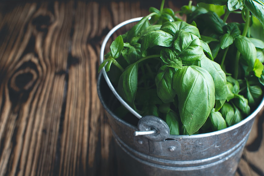 Fresh green basil leaves in a rustic metal bucket on wood