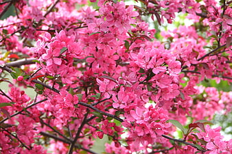 Vibrant Pink Crabapple Blossoms on Branches in Spring