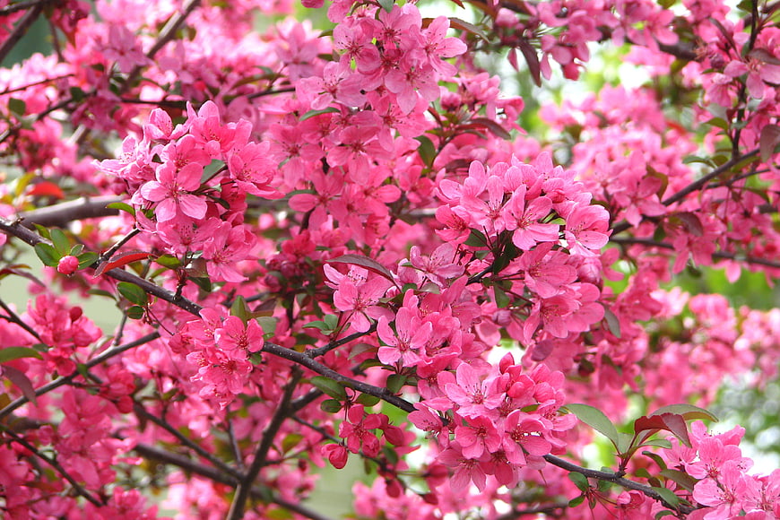 Vibrant Pink Crabapple Blossoms on Branches in Spring