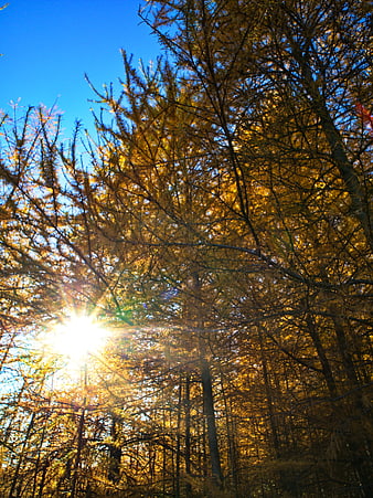 Sunburst Through Golden Autumn Trees