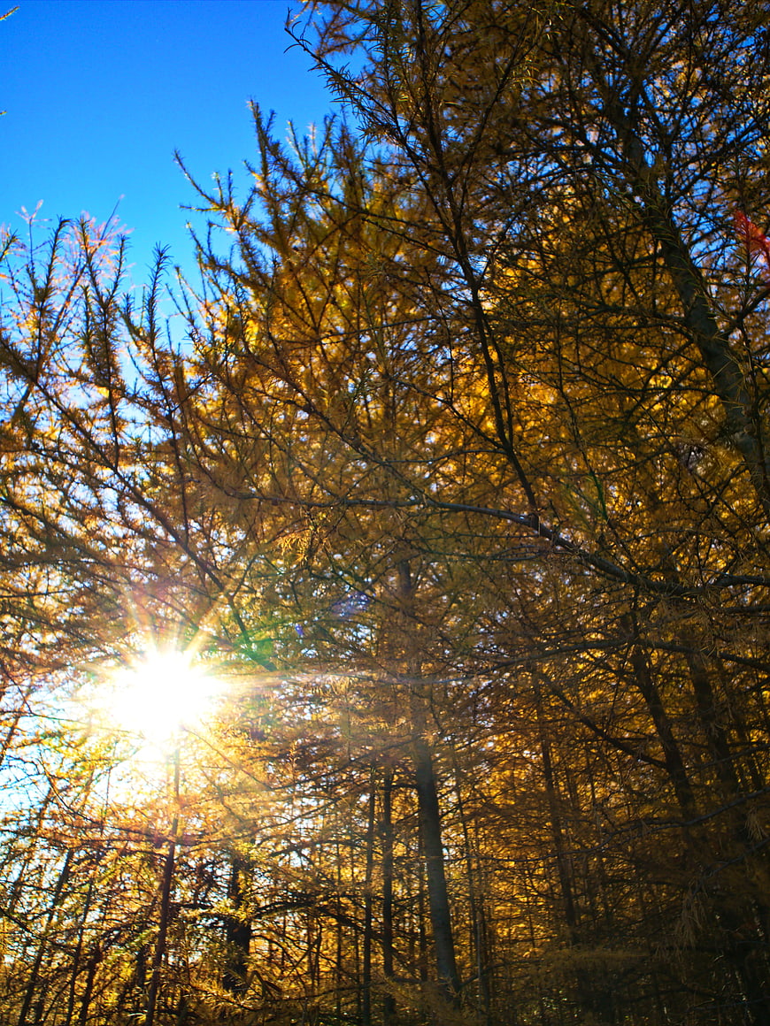 Sunburst Through Golden Autumn Trees