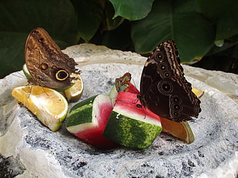 Butterflies Feeding on Sliced Watermelon and Citrus Fruit