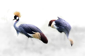 Grey Crowned Cranes in Misty White Background