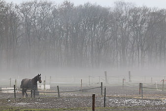 Dark horse standing in foggy paddock with frosty trees