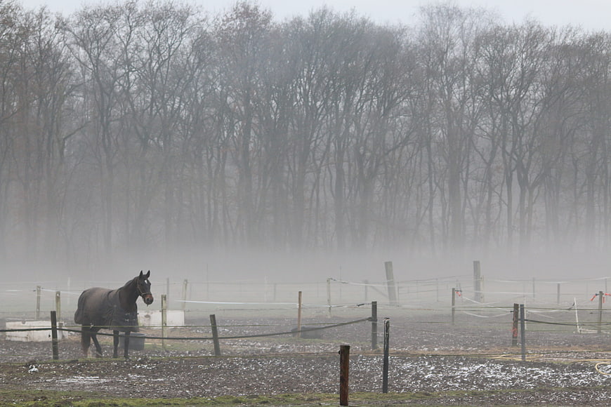 Dark horse standing in foggy paddock with frosty trees