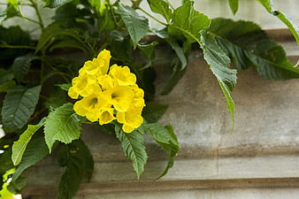 Vibrant Yellow Allamanda Flower with Green Leaves
