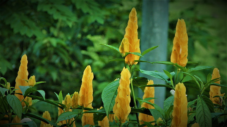 Vibrant Yellow Golden Feather Flowers in Green Garden