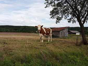 Brown and white cow standing in a summer pasture