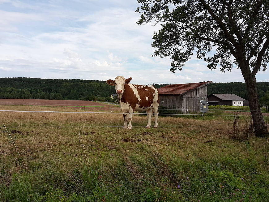 Brown and white cow standing in a summer pasture