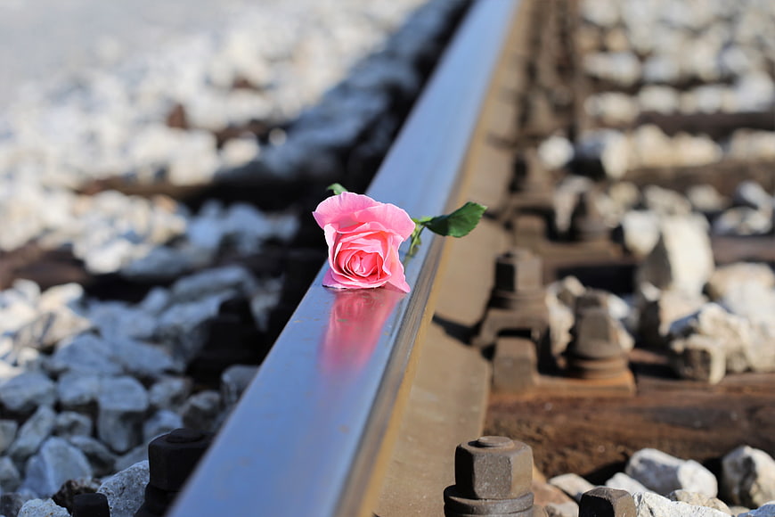 Pink rose resting on railway track rail