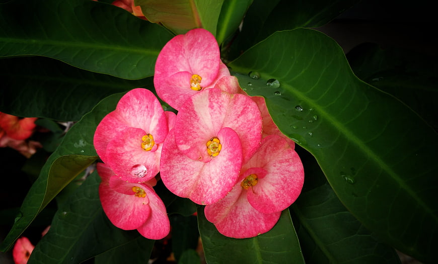 Close-up of vibrant pink Crown of Thorns flowers with water droplets