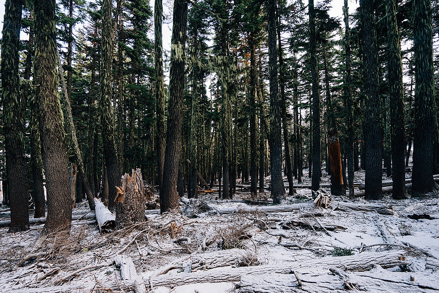 Snowy coniferous forest with moss-covered trees and fallen logs