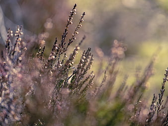 Close-up of purple heather flowers in a blurred meadow