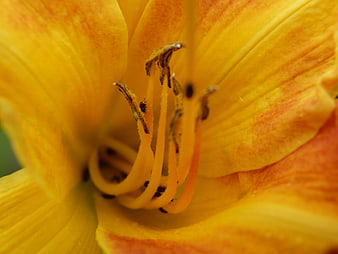 Macro Close-Up of Yellow Daylily Flower Center