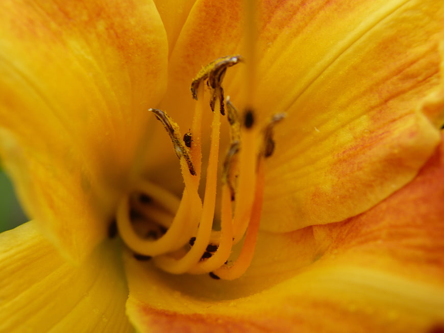 Macro Close-Up of Yellow Daylily Flower Center