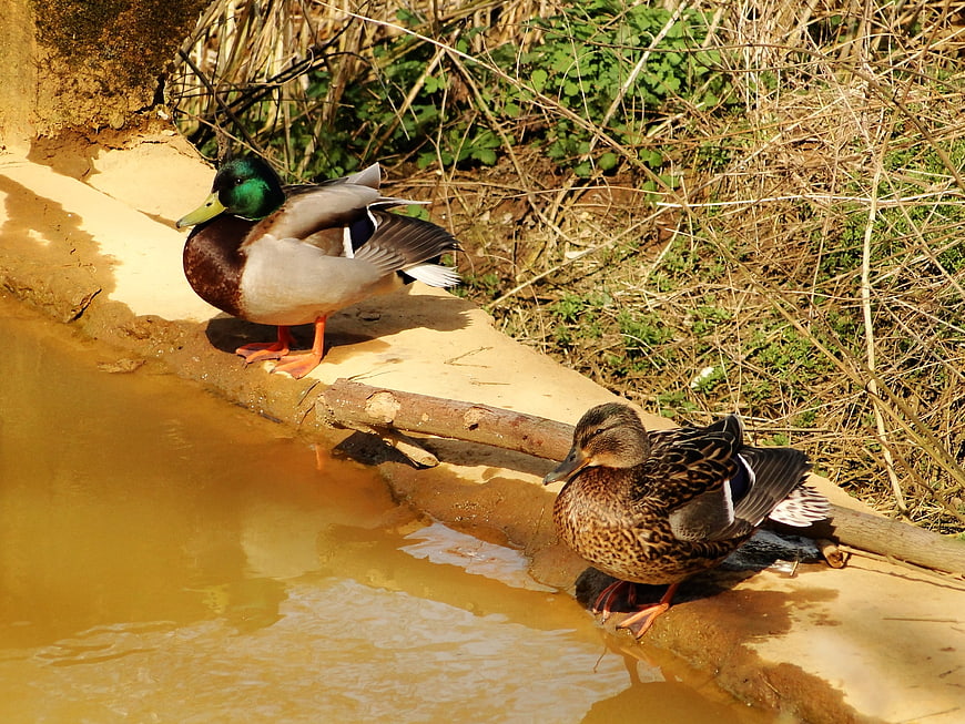 Male and Female Mallard Ducks Resting by a Pond