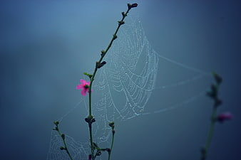 Pink flower and dew-covered spider web on blue background
