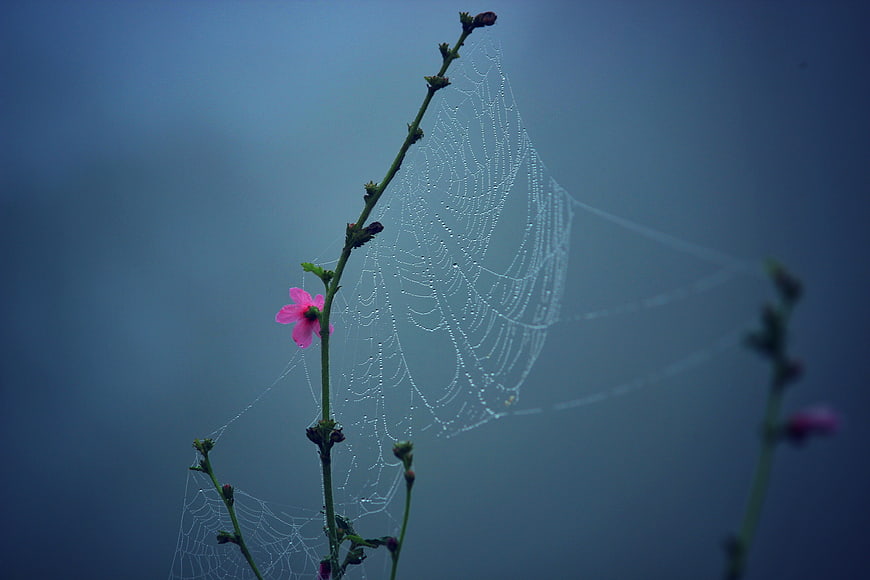 Pink flower and dew-covered spider web on blue background