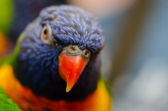 Close-up Portrait of a Rainbow Lorikeet with Blue Head