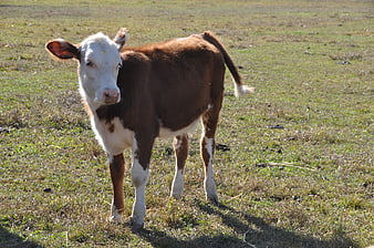 Young brown and white calf standing in a grassy field