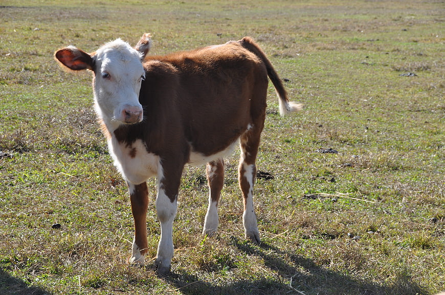 Young brown and white calf standing in a grassy field