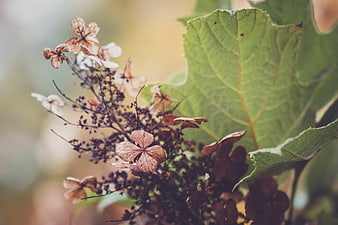 Close-up of dried hydrangea flowers and green leaves
