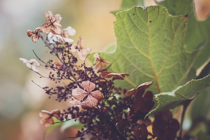 Close-up of dried hydrangea flowers and green leaves