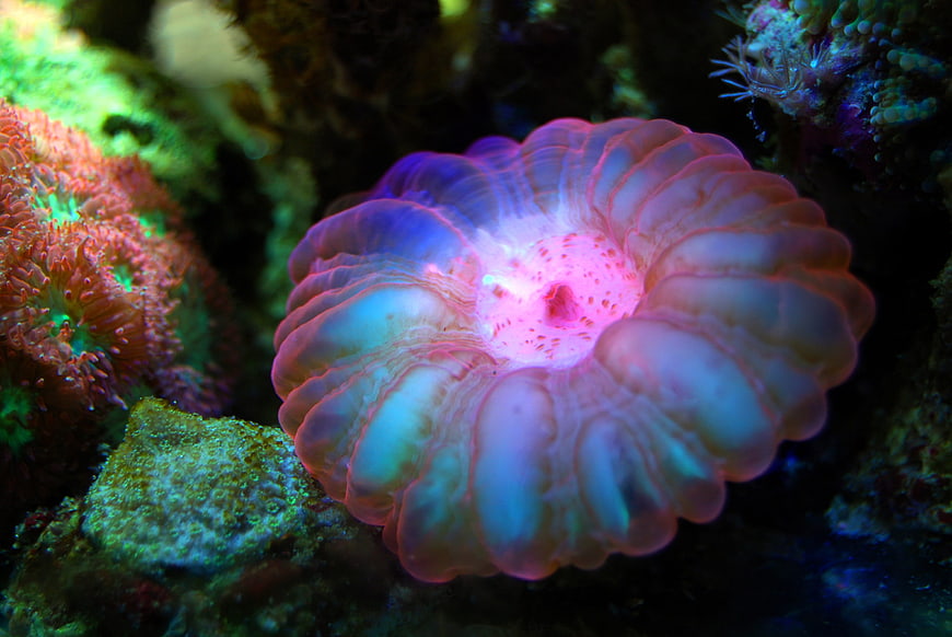 Vibrant Pink and Blue Coral Reef Close-Up