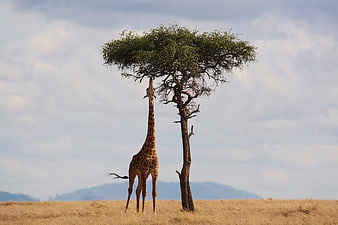Giraffe Feeding on Acacia Tree in African Savanna