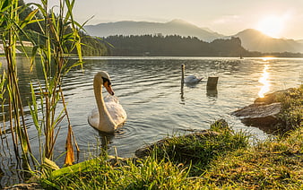 White swan swimming in lake at sunset with mountains