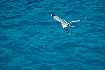 Seagull Flying Over Blue Ocean Water
