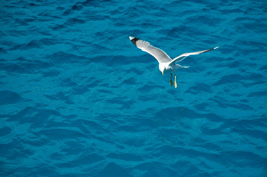 Seagull Flying Over Blue Ocean Water