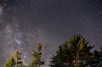 Milky Way Galaxy Over Pine Trees at Night