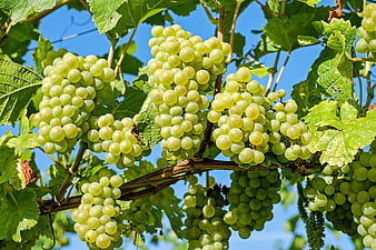 Ripe Green Grapes Hanging on Vine in Sunlit Vineyard